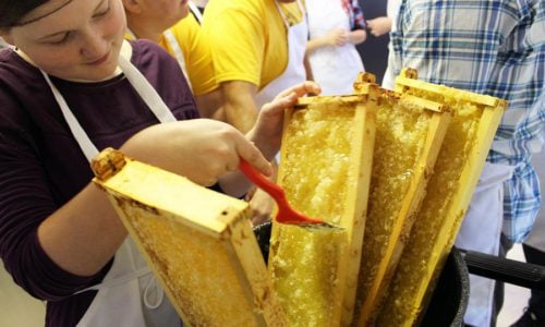 Image of students tending to bee hives
