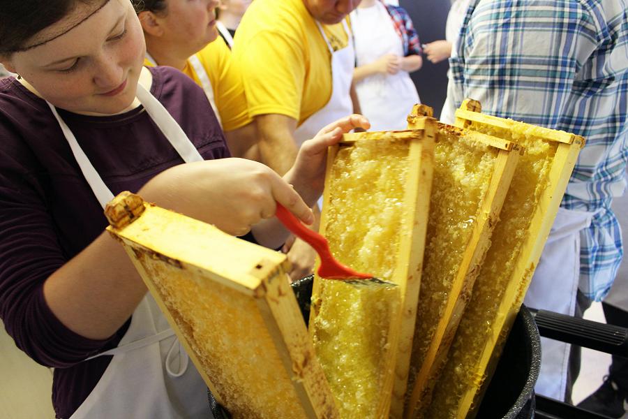Image of students tending to bee hives