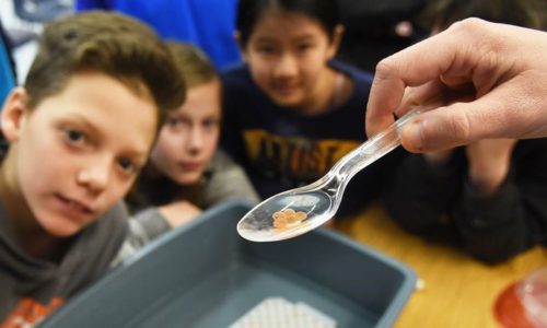 a spoon with tadpoles
