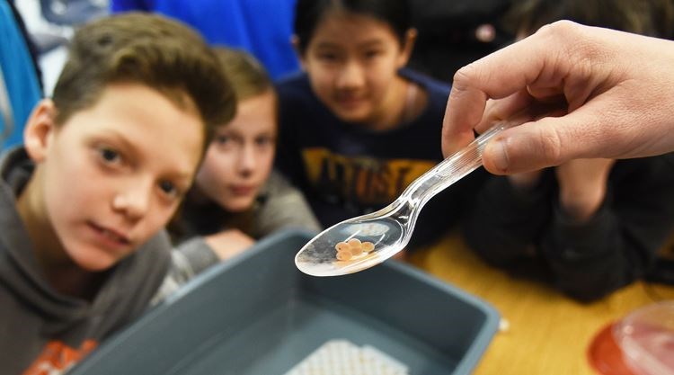 a spoon with tadpoles