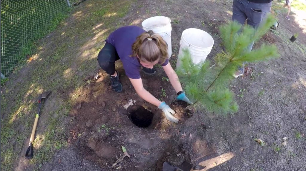 St. Anne Student Plating a Tree