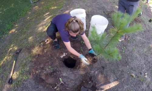 St. Anne Student Plating a Tree