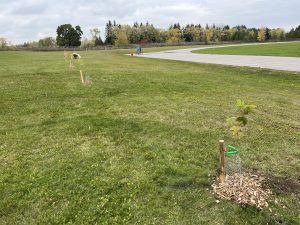 STACSS Tree Planting