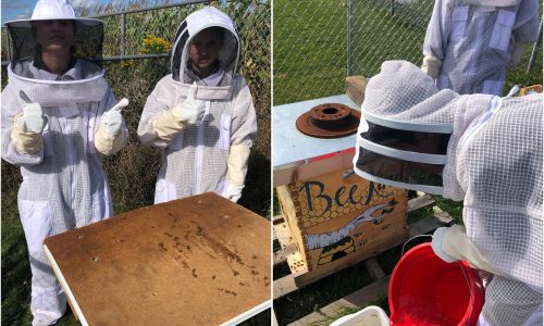 Photos of students wearing beekeeper protection while tending to a hive.