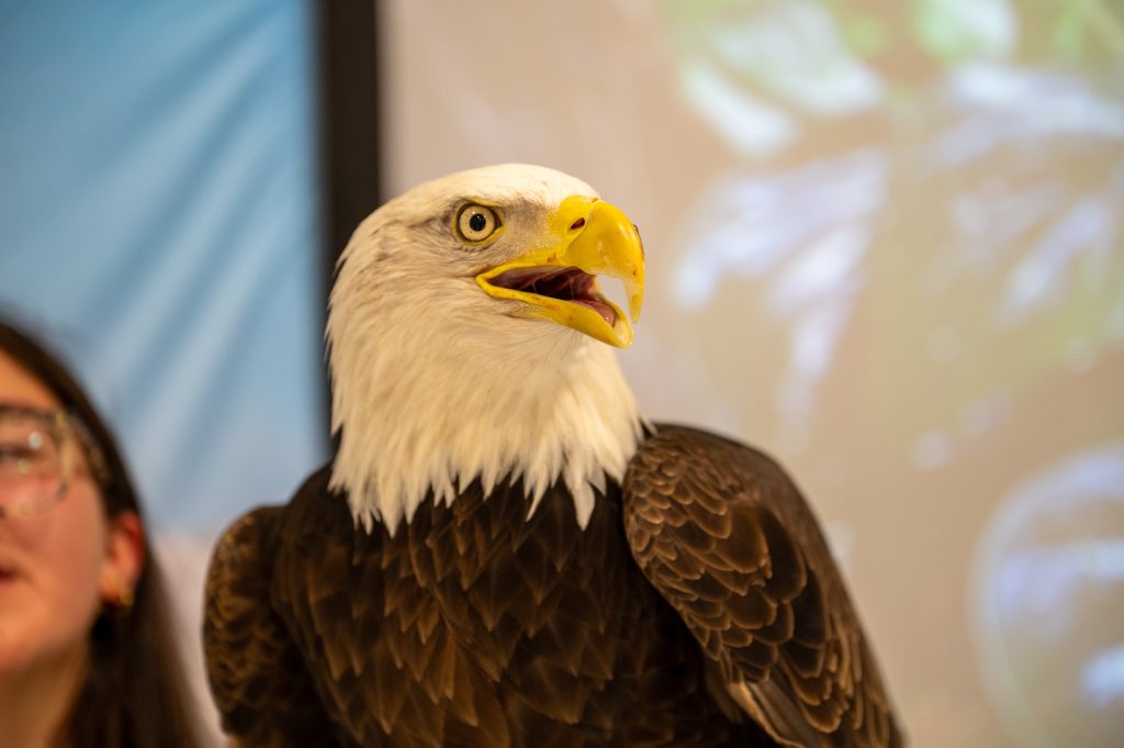 Bald Eagle.
