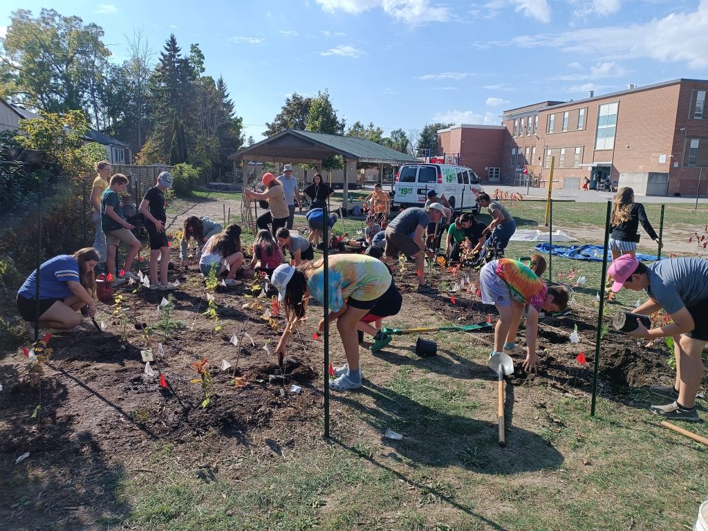A large group of students helps plant a miniature forest in a schoolyard.