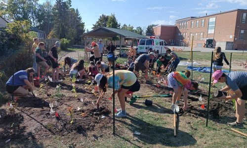 A large group of students helps plant a miniature forest in a schoolyard.